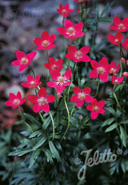 Anemone multifida 'Rubra', amerikanvuokko